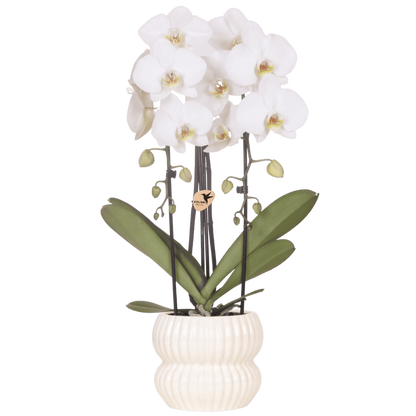 Kolibri Orchids | Weiße Niagara Falls Orchidee + Horizon Übertopf weiß – Topfgröße Ø12cm | blühende Zimmerpflanze – frisch vom Züchter