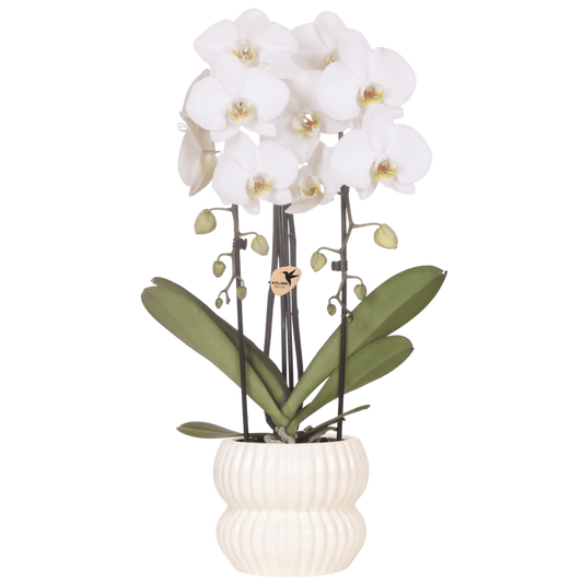 Kolibri Orchids | Weiße Niagara Falls Orchidee + Horizon Übertopf weiß – Topfgröße Ø12cm | blühende Zimmerpflanze – frisch vom Züchter
