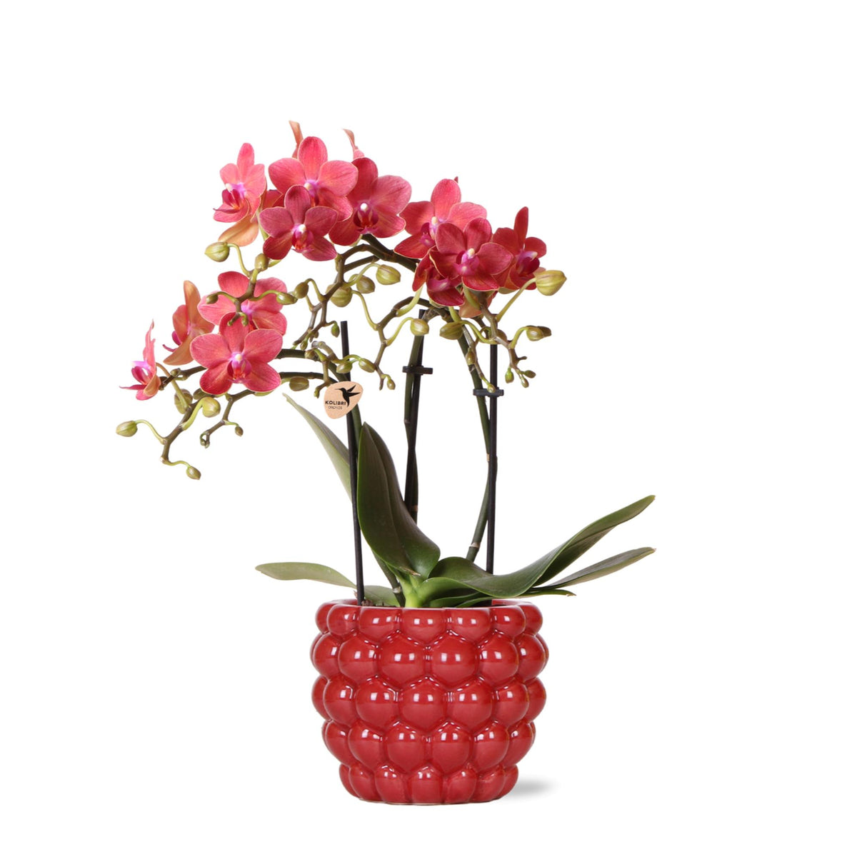 Kolibri Orchids | rote Phalaenopsis-Orchidee - Kongo + Beeren-Ziertopf - Topfgröße Ø9cm | blühende Zimmerpflanze im Blumentopf - frisch vom Züchter