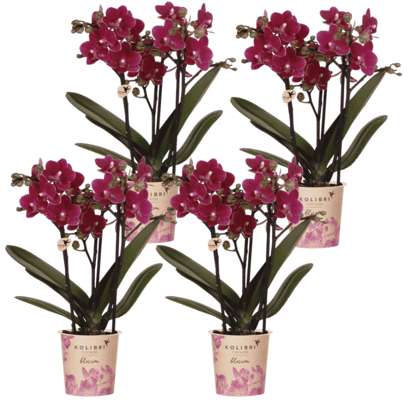 Kolibri Orchids | Kombi-Angebot - 4 Violette Phalaenopsis Orchideen Blossom Chamonix - Ø9 cm