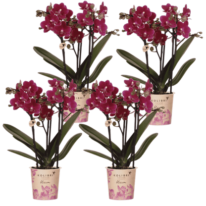 Kolibri Orchids | Kombi-Angebot - 4 Violette Phalaenopsis Orchideen Blossom Chamonix - Ø9 cm