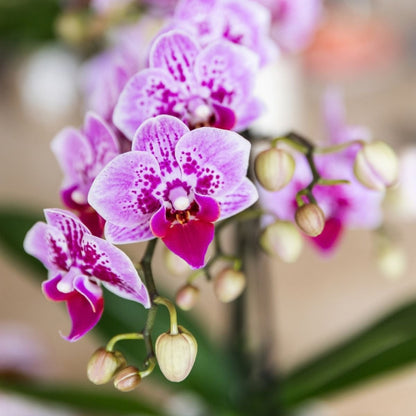 Kolibri Orchids | Kombi-Angebot - 2 Rosa-Violette Phalaenopsis Orchideen Diamond El Salvador - Ø9 cm