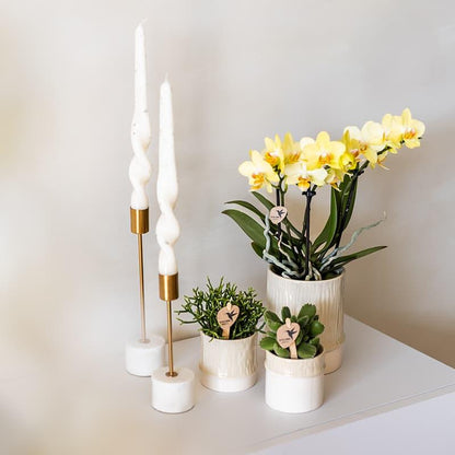 Kolibri Home | Bamboo Übertopf - Travertine - Ø6cm