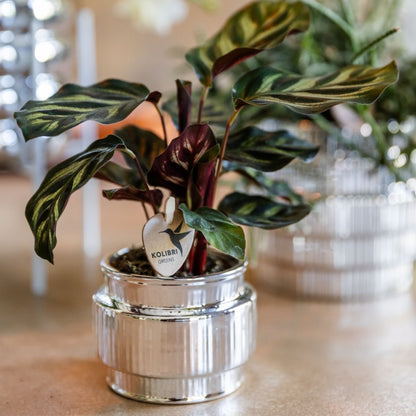 Kolibri Orchids | Geschenkset Allure Shiny Silber - Weiße Phalaenopsis Orchidee Mineral Amabilis & Sukkulente