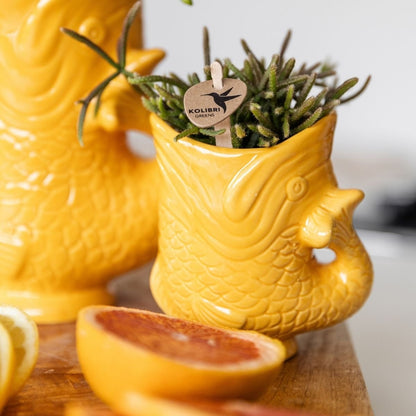 Kolibri Home | Fish Übertopf - Gelborange - Ø6cm
