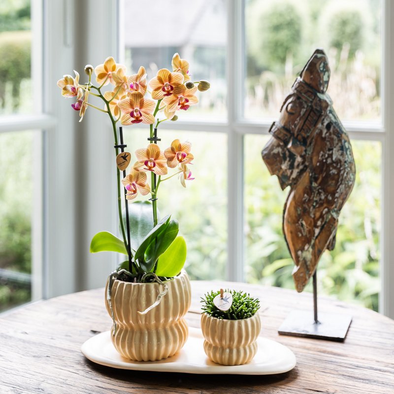 Kolibri Orchids | Orange Jamaica Orchidee + Horizon Übertopf gelb – Topfgröße Ø9cm | blühende Zimmerpflanze – frisch vom Züchter