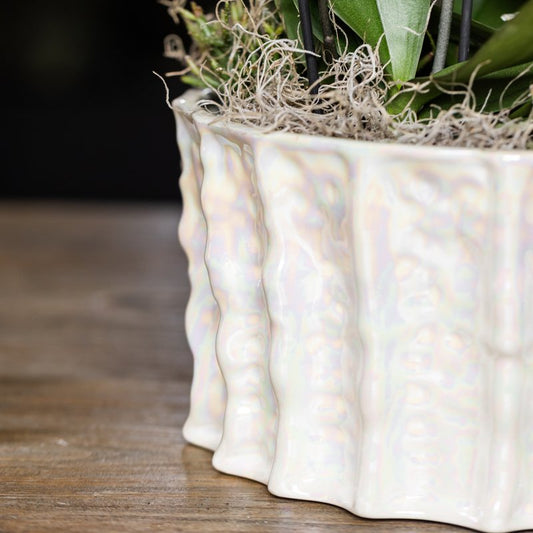 Kolibri Orchids | Weißes Jungle Bouquet Mineral Amabilis in Oyster Dish