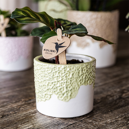 Kombi‑Deal | Bloom Grün Übertopf‑Set