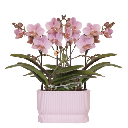 Set Diabolo Twin Pink
