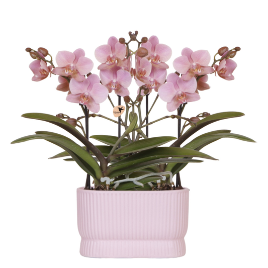 Set Diabolo Twin Pink
