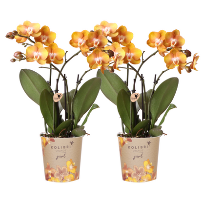 Kolibri Orchids | KOMBI ANGEBOT von 2 Phalaenopsis-Orchideen - Las Vegas - Topfgröße Ø12cm | blühende Zimmerpflanze - frisch vom Züchter