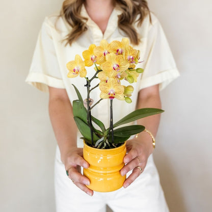 Kolibri Orchids | Kombi-Angebot - 4 Gelbe Phalaenopsis Orchideen Blossom Lima - Ø9 cm