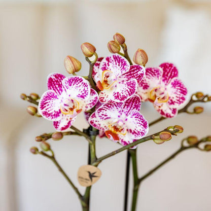 Kolibri Orchids | Rosa-Violette Phalaenopsis-Orchidee Topfgröße Ø9cm | Bora Bora | Blühende Zimmerpflanze – Frisch vom Züchter