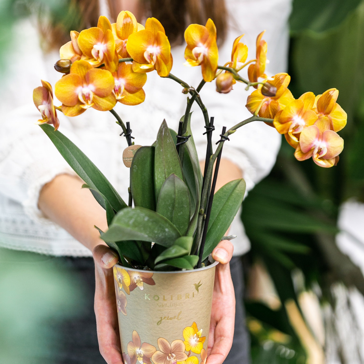 Kolibri Orchids | Orange Phalaenopsis-Orchidee Las Vegas im goldenen Groove-Ziertopf - Ø12cm