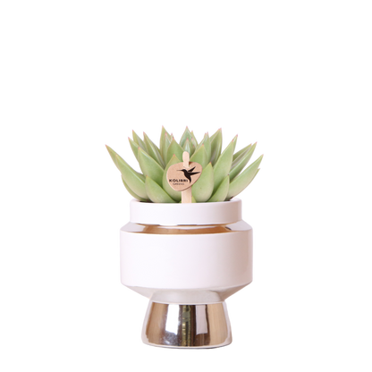 Kolibri Greens | Sukkulente Echeveria Miranda im Le Chic Übertopf Silber - Ø9 cm