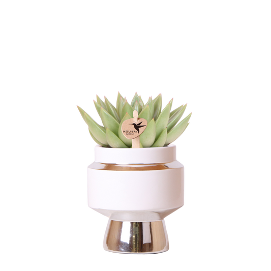 Kolibri Greens | Sukkulente Echeveria Miranda im Le Chic Übertopf Silber - Ø9 cm