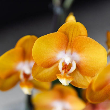 Kolibri Orchids | orange Orchideen-Set im Schilfkorb inkl. Wassertank | drei orange Orchideen Las Vegas 12cm | Mono Bouquet orange mit autarkem Wassertank.
