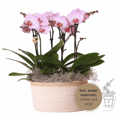 Kolibri Orchids | Rosa Jungle Bouquet Antwerpen im Cotton Basket