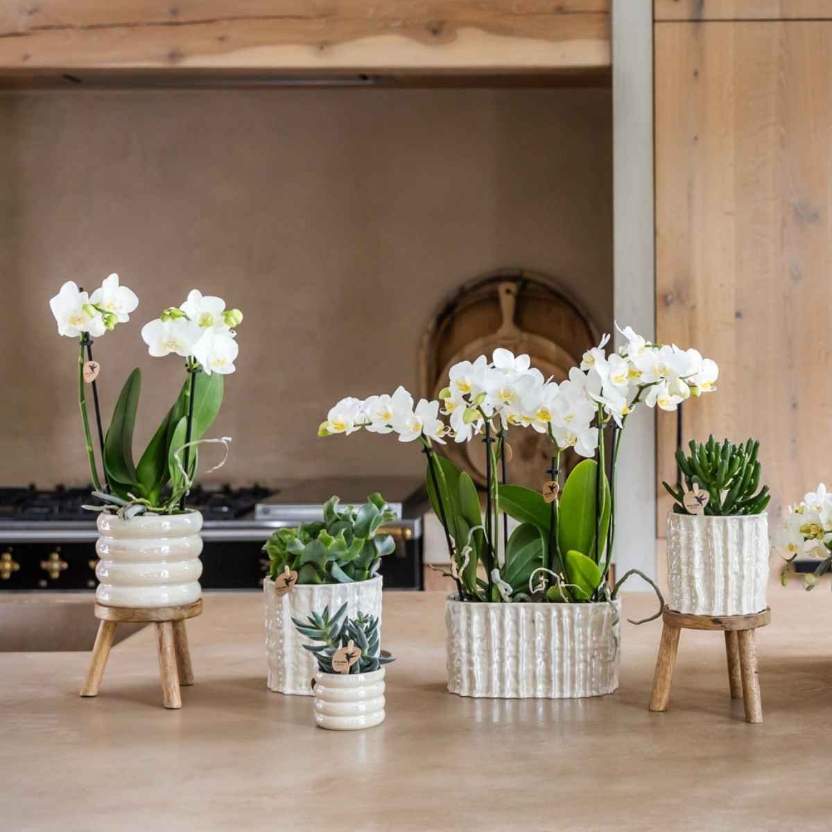 Kolibri Home | Oyster Übertopf - Ø9cm