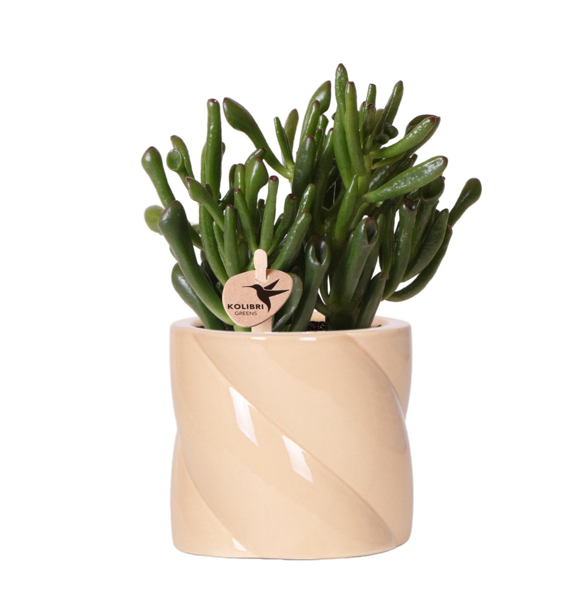 Kolibri Greens | Sukkulente Crassula Hobbit + Candy-Topf Pfirsich - Topfgröße Ø9cm | blühende Zimmerpflanze - frisch vom Züchter