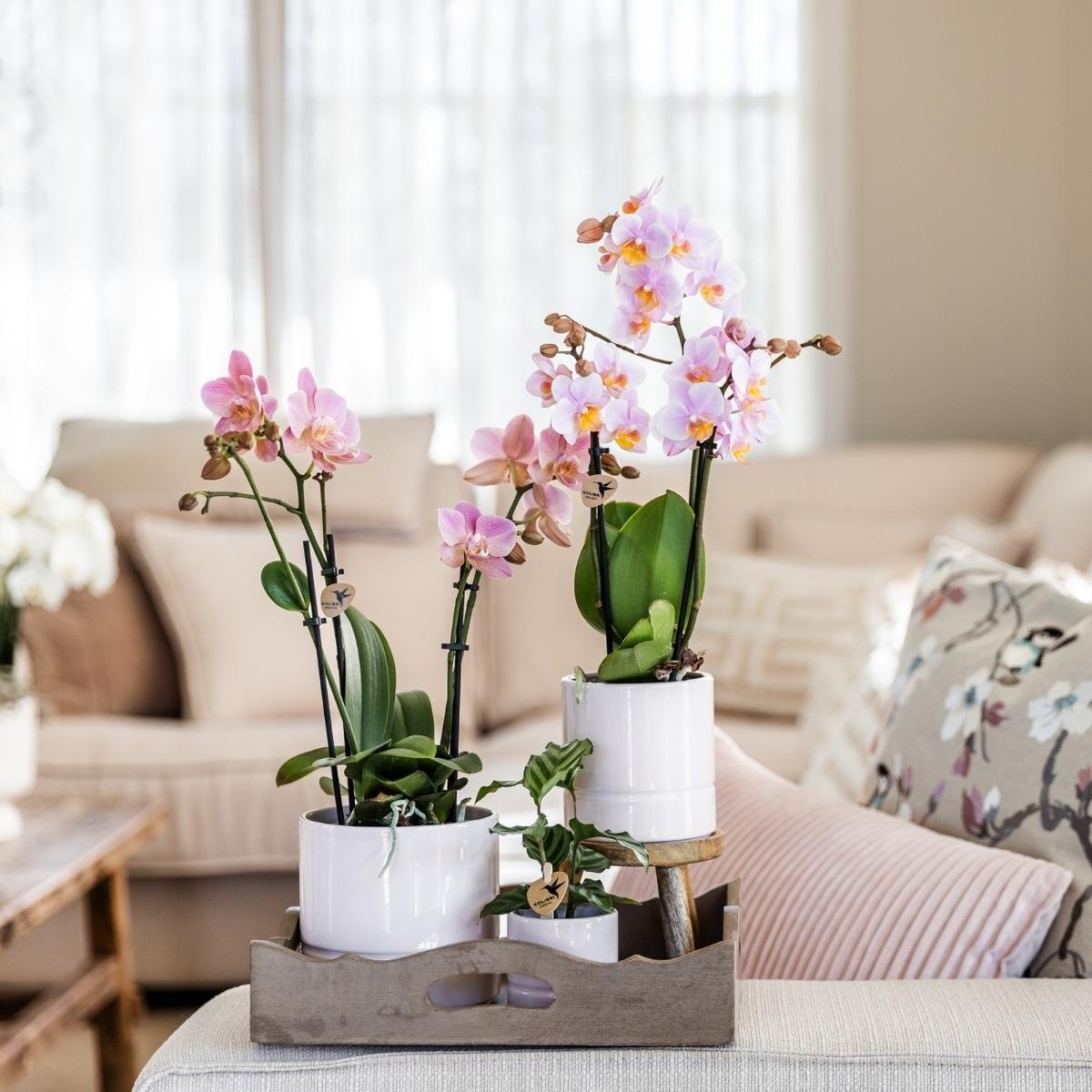 Kolibri Home | Pastel Übertopf - Weiß