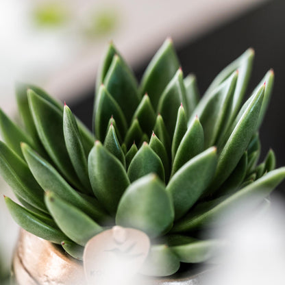 Kolibri Greens | Set mit 4 Sukkulenten - Grünpflanzen - Topfgröße Ø9cm