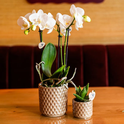 Kolibri Orchids | Geschenkset Diamond Pearl Sand - Weiße Phalaenopsis Orchidee Mineral Amabilis & Sukkulente