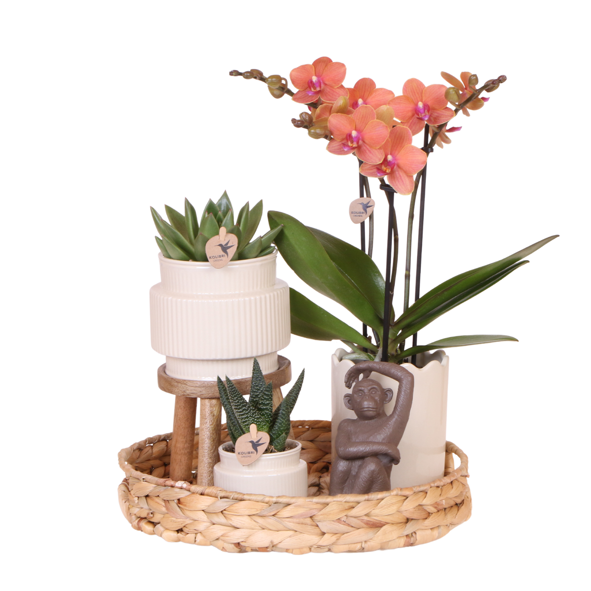 Kolibri Orchids | Geschenkset Desert Summer Weiß - Orange Phalaenopsis Orchidee Mineral Bolzano & Sukkulenten