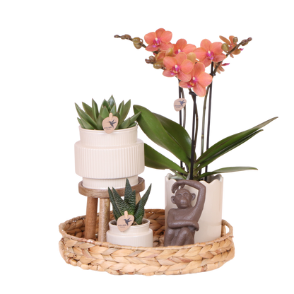 Kolibri Orchids | Geschenkset Desert Summer Weiß - Orange Phalaenopsis Orchidee Mineral Bolzano & Sukkulenten