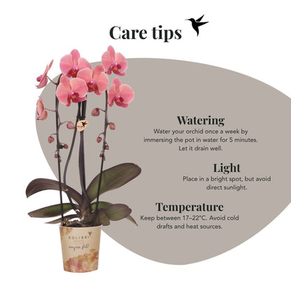 Kolibri Orchids | Kombi-Angebot - 4 Lachsrosa Phalaenopsis Orchideen Niagara Fall Narbonne - Ø12 cm