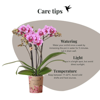 Kolibri Orchids | Rosa-Violette Phalaenopsis-Orchidee - Diamond El Salvador - Blühende Zimmerpflanze - Frisch vom Züchter - Ø9cm