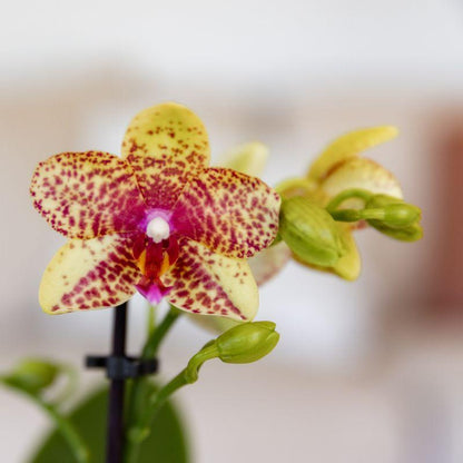Kolibri Orchids | Orange-Gelbe Phalaenopsis-Orchidee Topfgröße Ø9cm | Grosseto | Blühende Zimmerpflanze – Frisch vom Züchter
