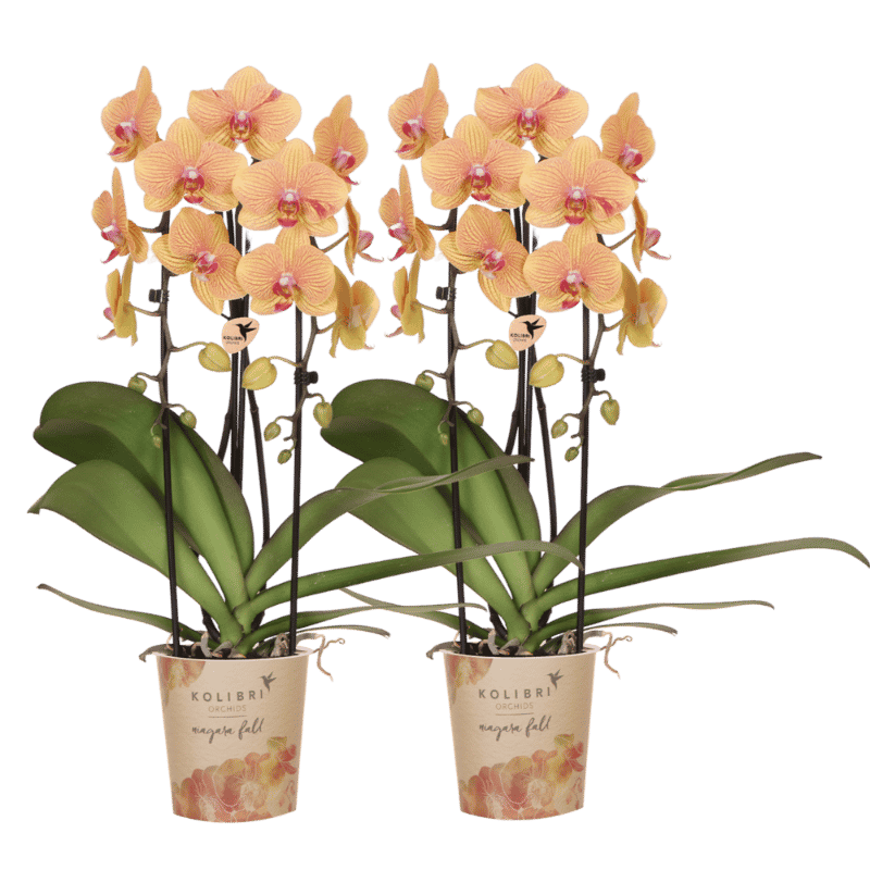 Kolibri Orchids | Kombi-Angebot - 2 Orange-Rosa Phalaenopsis Orchideen Niagara Fall Sunny Bunny - Ø12 cm