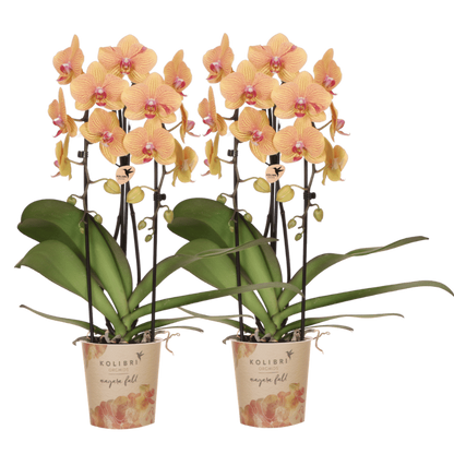 Kolibri Orchids | Kombi-Angebot - 2 Orange-Rosa Phalaenopsis Orchideen Niagara Fall Sunny Bunny - Ø12 cm