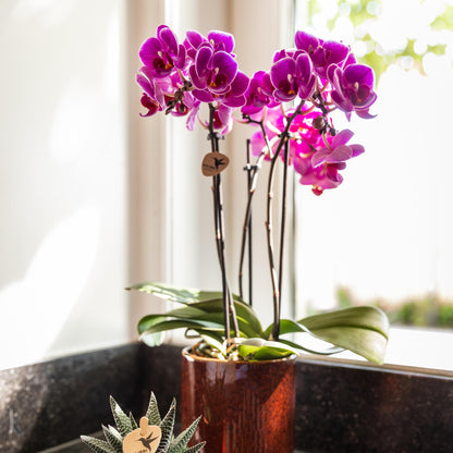 Kolibri Orchids | Lila Phalaenopsis Orchidee - Morelia - Topfgröße Ø9cm | blühende Zimmerpflanze - frisch vom Züchter