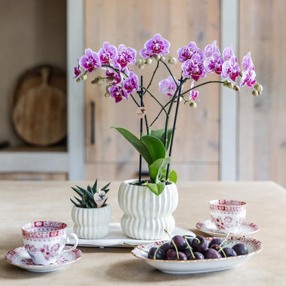 Kolibri Orchids | Kombi-Angebot - 4 Rosa-Violette Phalaenopsis Orchideen Diamond El Salvador - Ø9 cm