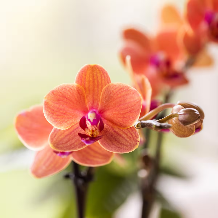Set Giulia Poppy Orange