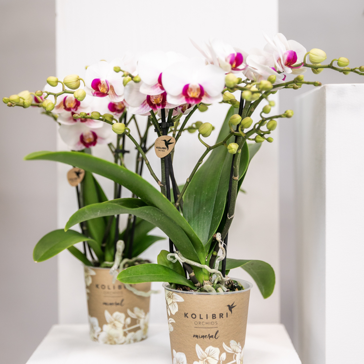 Emma (Phalaenopsis Gibraltar)