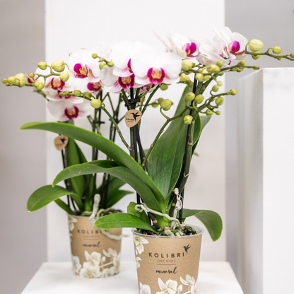 Emma (Phalaenopsis Gibraltar)