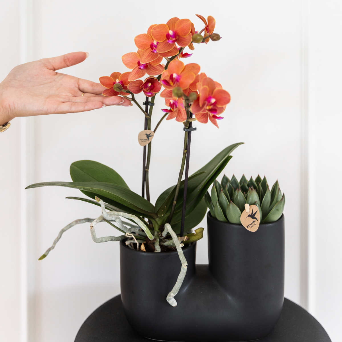 Kolibri Orchids | COMBI DEAL von 4 orange Phalaenopsis Orchideen - Bozen - Topfgröße Ø9cm blühende Zimmerpflanze - frisch vom Züchter