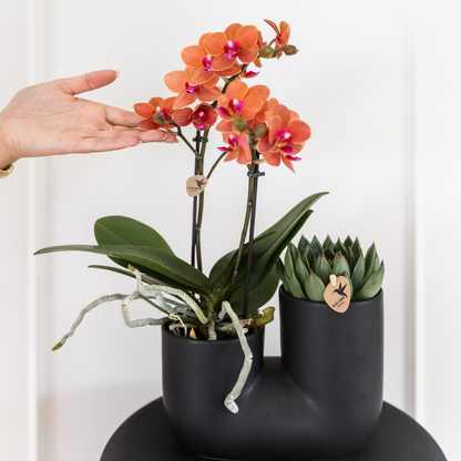 Kolibri Orchids | COMBI DEAL von 4 orange Phalaenopsis Orchideen - Bozen - Topfgröße Ø9cm blühende Zimmerpflanze - frisch vom Züchter