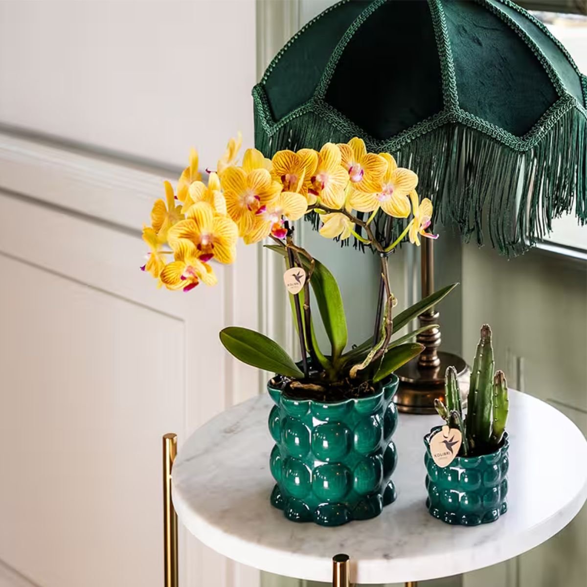 Kolibri Orchids | Pflanzenset Cotton Grün - Gelbe Phalaenopsis Orchidee Blossom Lima & Stapelia Leendertziae