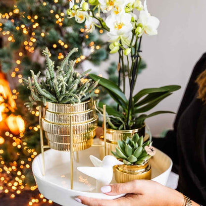 Kolibri Home | Allure Empire Shiny Übertopf - Gold - Ø9cm