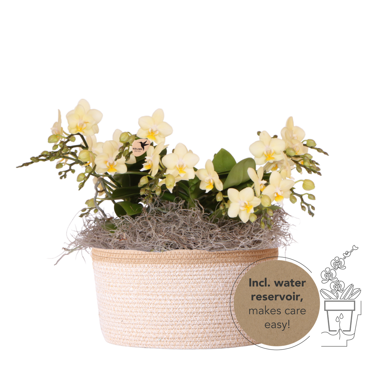 Kolibri Orchids | Gelbes Jungle Bouquet Botanic Yellow im Cotton Basket