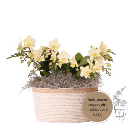 Kolibri Orchids | Gelbes Jungle Bouquet Botanic Yellow im Cotton Basket