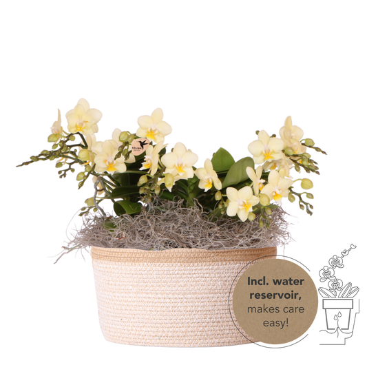Kolibri Orchids | Gelbes Jungle Bouquet Botanic Yellow im Cotton Basket