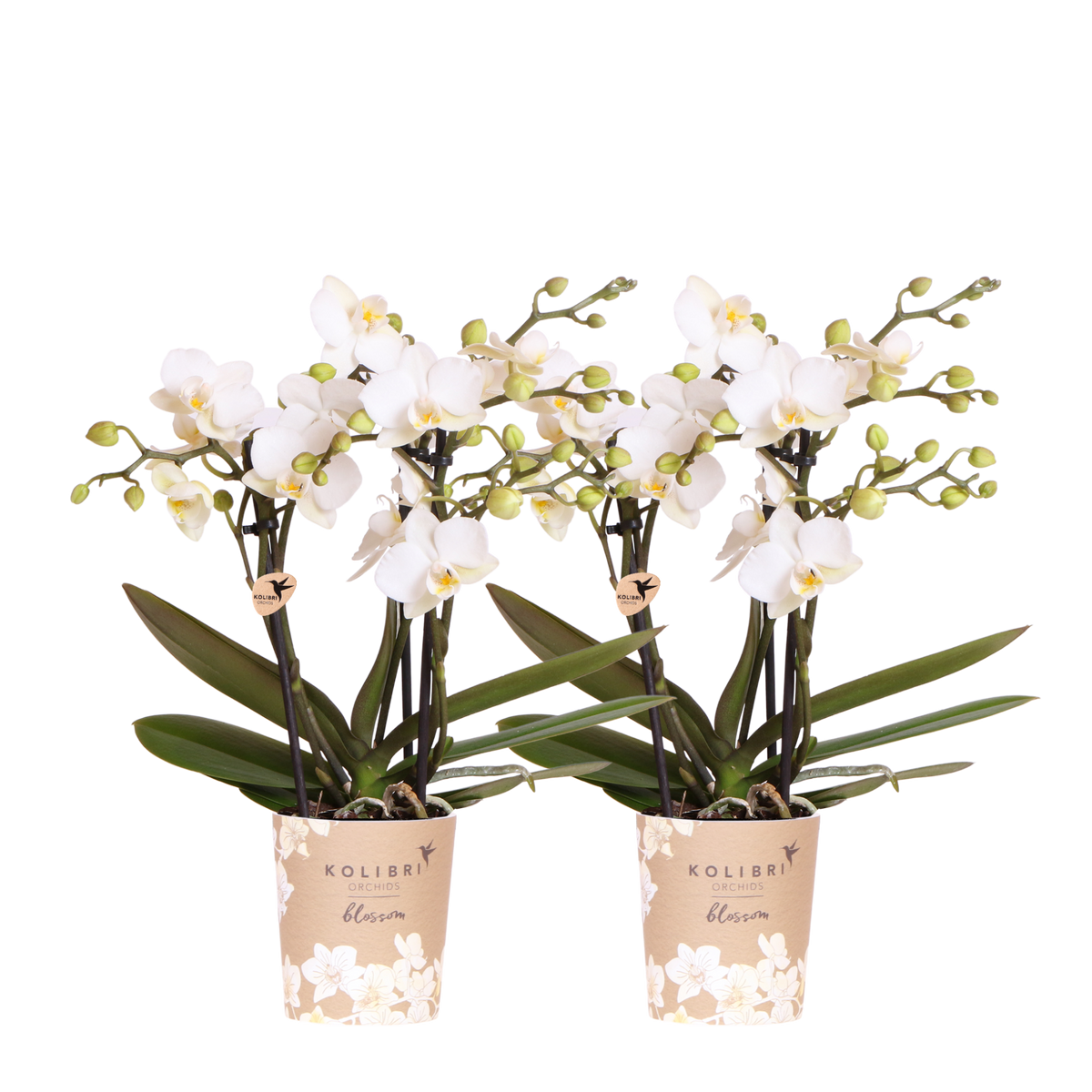 Kolibri Orchids | Kombi-Angebot - 2 Weiße Phalaenopsis Orchideen Blossom Zurich - Ø9 cm