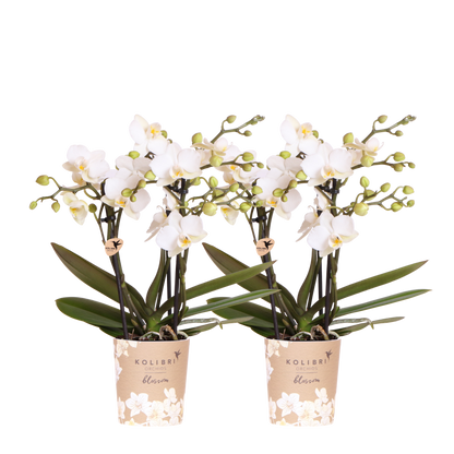 Kolibri Orchids | Kombi-Angebot - 2 Weiße Phalaenopsis Orchideen Blossom Zurich - Ø9 cm