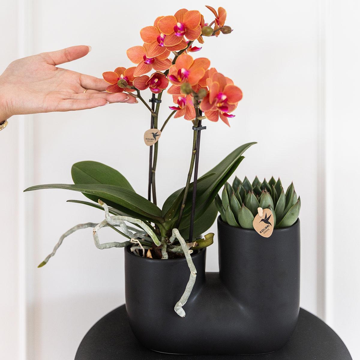 Set aus orangefarbener Bolzano-Orchidee und Sukkulente im schwarzen dekorativen Röhrentopf - Topfgröße Ø9cm