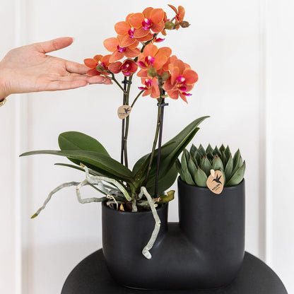 Set aus orangefarbener Bolzano-Orchidee und Sukkulente im schwarzen dekorativen Röhrentopf - Topfgröße Ø9cm